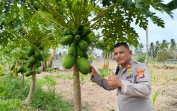 Polsek Balikpapan Timur mengecek dan merawat budidaya Pepaya California di lahan Industrial Farming Polresta Balikpapan untuk mendukung ketahanan pangan/Hibata.id