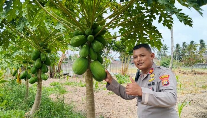 Lahan Industrial Farming Polresta Balikpapan Kembangkan Pepaya California