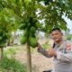 Polsek Balikpapan Timur mengecek dan merawat budidaya Pepaya California di lahan Industrial Farming Polresta Balikpapan untuk mendukung ketahanan pangan/Hibata.id