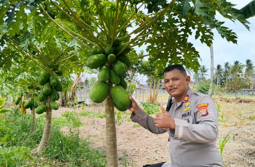 Polsek Balikpapan Timur mengecek dan merawat budidaya Pepaya California di lahan Industrial Farming Polresta Balikpapan untuk mendukung ketahanan pangan/Hibata.id