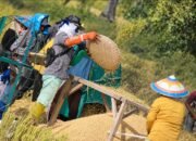 Petani Gorontalo, lebih memilih gotong-royong ketimbang gunakan teknologi alsintan.(Foto:Arfandi Ibrahim)/Hibata.id