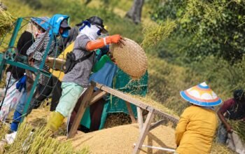 Petani Gorontalo, lebih memilih gotong-royong ketimbang gunakan teknologi alsintan.(Foto:Arfandi Ibrahim)/Hibata.id