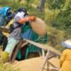 Petani Gorontalo, lebih memilih gotong-royong ketimbang gunakan teknologi alsintan.(Foto:Arfandi Ibrahim)/Hibata.id