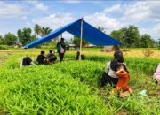 Petani kangkung darat di Bone Bolango menghadapi kesulitan mengairi lahan akibat kemarau panjang yang berdampak pada pertumbuhan dan hasil panen/Hibata.id