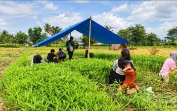 Petani kangkung darat di Bone Bolango menghadapi kesulitan mengairi lahan akibat kemarau panjang yang berdampak pada pertumbuhan dan hasil panen/Hibata.id