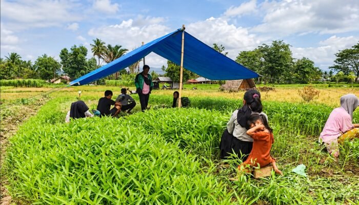 Kangkung Kerdil, Kemarau Panjang Menguji Napas Petani Bone Bolango