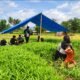 Petani kangkung darat di Bone Bolango menghadapi kesulitan mengairi lahan akibat kemarau panjang yang berdampak pada pertumbuhan dan hasil panen/Hibata.id