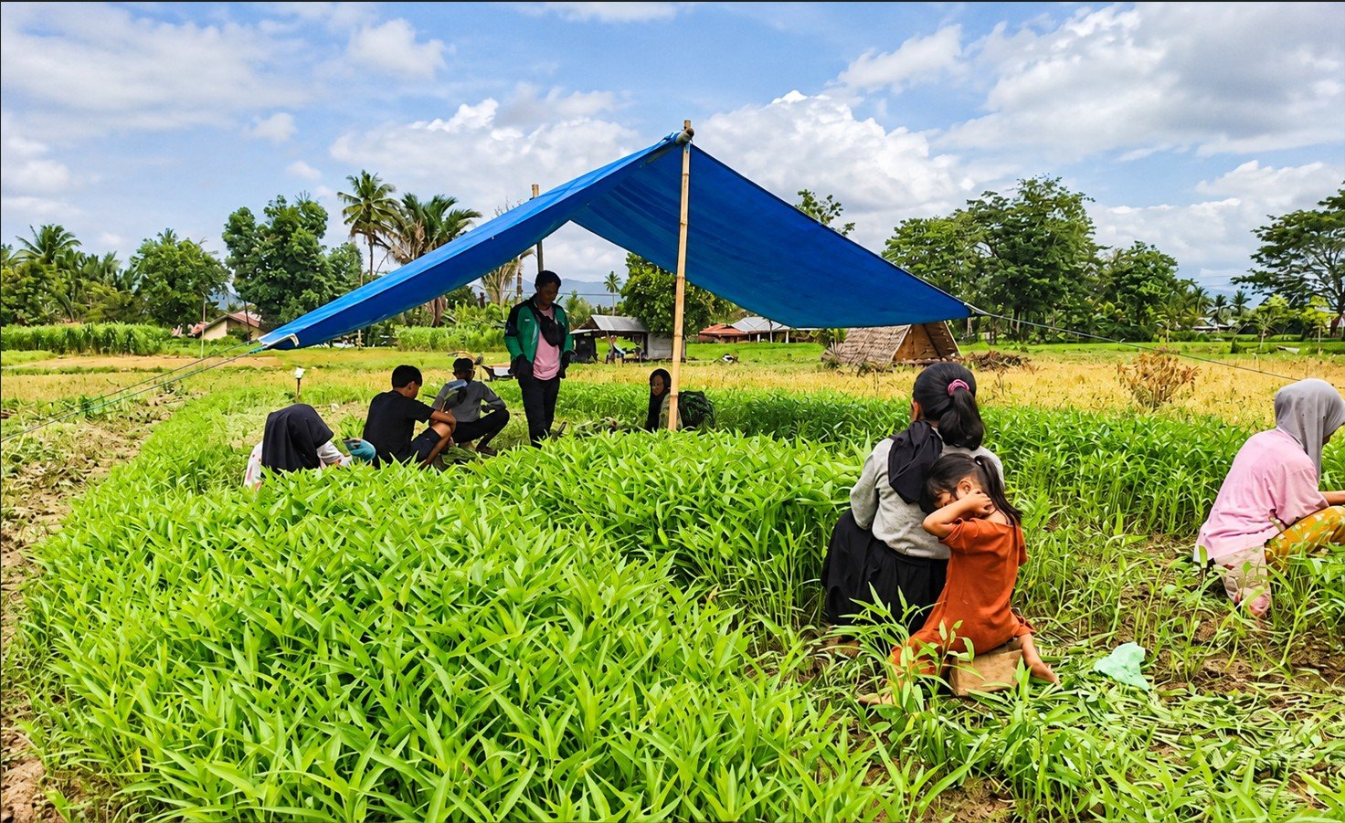 Petani kangkung darat di Bone Bolango menghadapi kesulitan mengairi lahan akibat kemarau panjang yang berdampak pada pertumbuhan dan hasil panen/Hibata.id