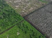 Koalisi Jaga Hutan merilis tiga laporan mengenai dugaan pelanggaran HAM, konflik masyarakat adat, dan deforestasi di konsesi kehutanan Sumatra dan Kalimantan/Hibata.id