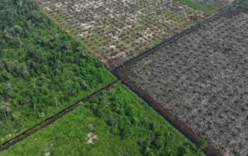 Koalisi Jaga Hutan merilis tiga laporan mengenai dugaan pelanggaran HAM, konflik masyarakat adat, dan deforestasi di konsesi kehutanan Sumatra dan Kalimantan/Hibata.id