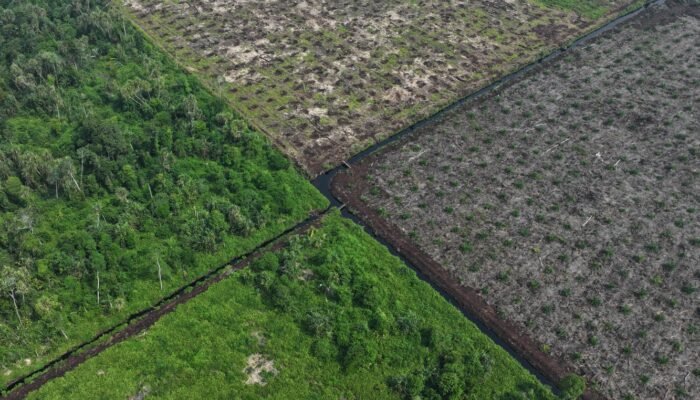 Dari Tanah Batak ke Gambut Riau, Konflik Sosial dan Deforestasi