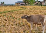 Nestapa Petani Bone Bolango, Berebut Air di Sawah yang Gersang