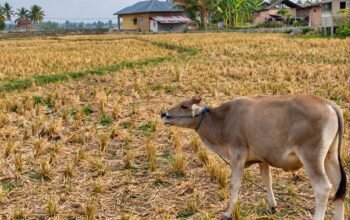Nestapa Petani Bone Bolango, Berebut Air di Sawah yang Gersang