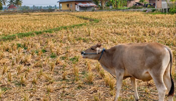 Nestapa Petani Bone Bolango, Berebut Air di Sawah yang Gersang
