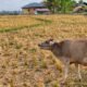 Petani di Desa Bongopini, Bone Bolango, Gorontalo, menunda penanaman padi akibat minimnya pasokan air irigasi selama musim kemarau/Hibata.id
